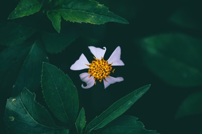 白色有花瓣的花朵的特写照片
